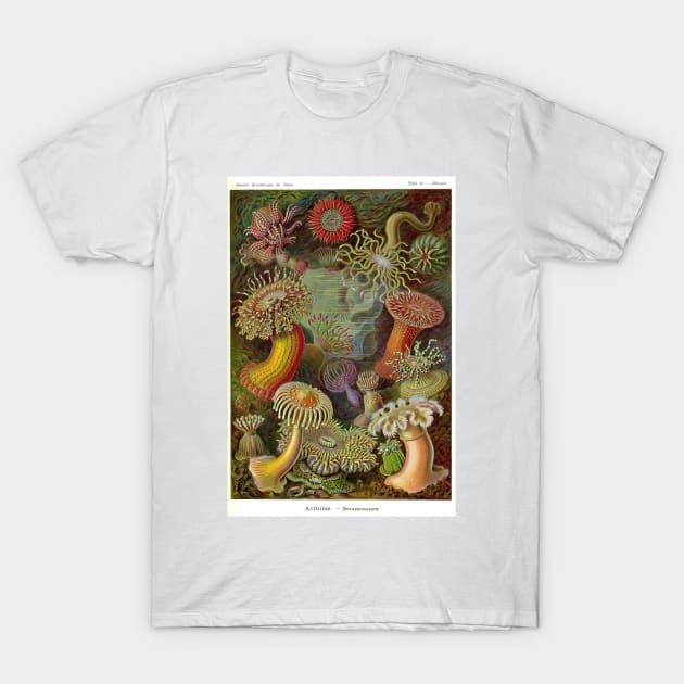 Ernst Haeckel Actiniae T-Shirt by pdpress